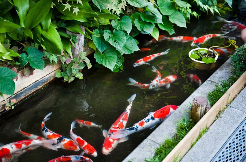 วิธีทําให้น้ำในบ่อปลาคราฟใส