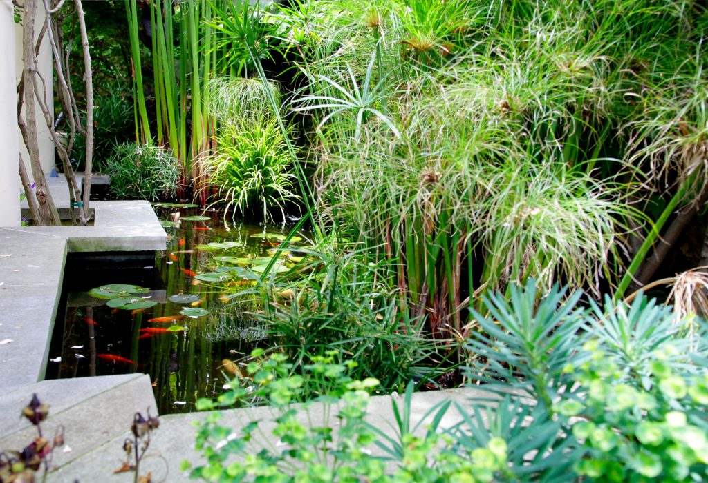 วิธีทําให้น้ำในบ่อปลาคราฟใส