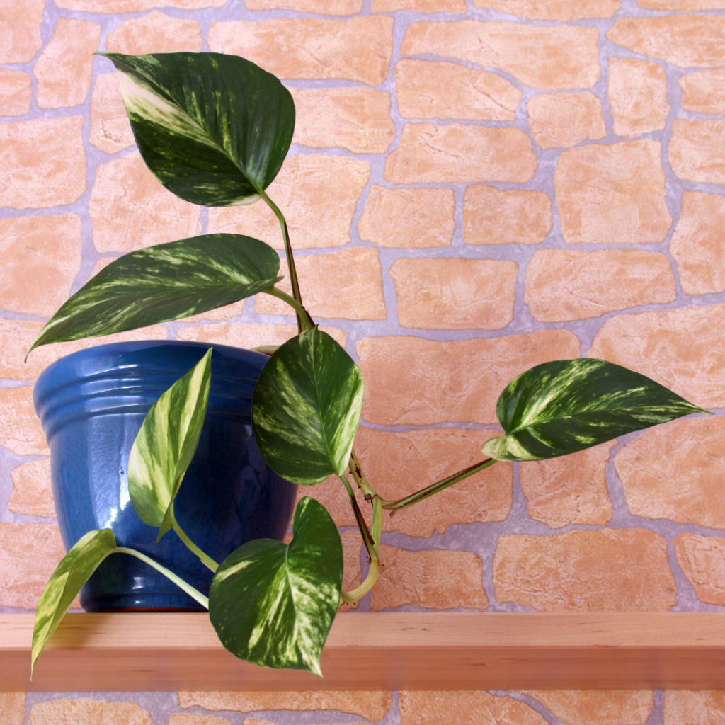 ต้นไม้ในห้องน้ำ