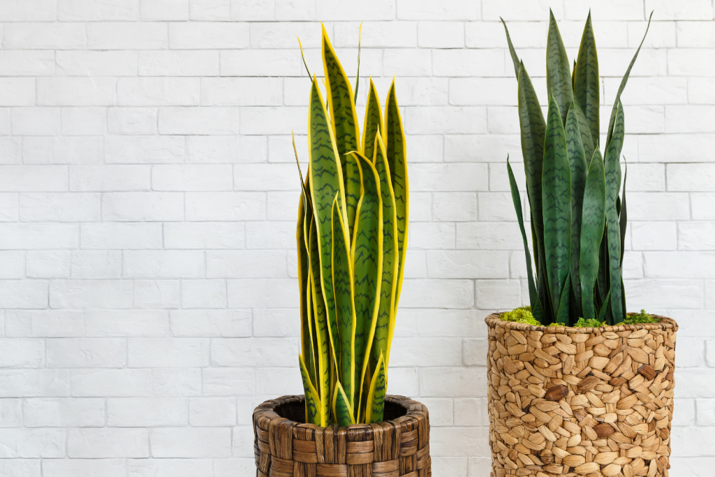 ต้นไม้ในห้องน้ำ