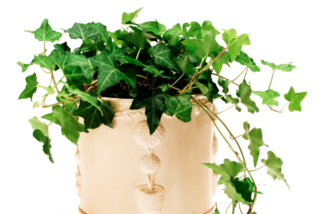 ต้นไม้ในห้องน้ำ 