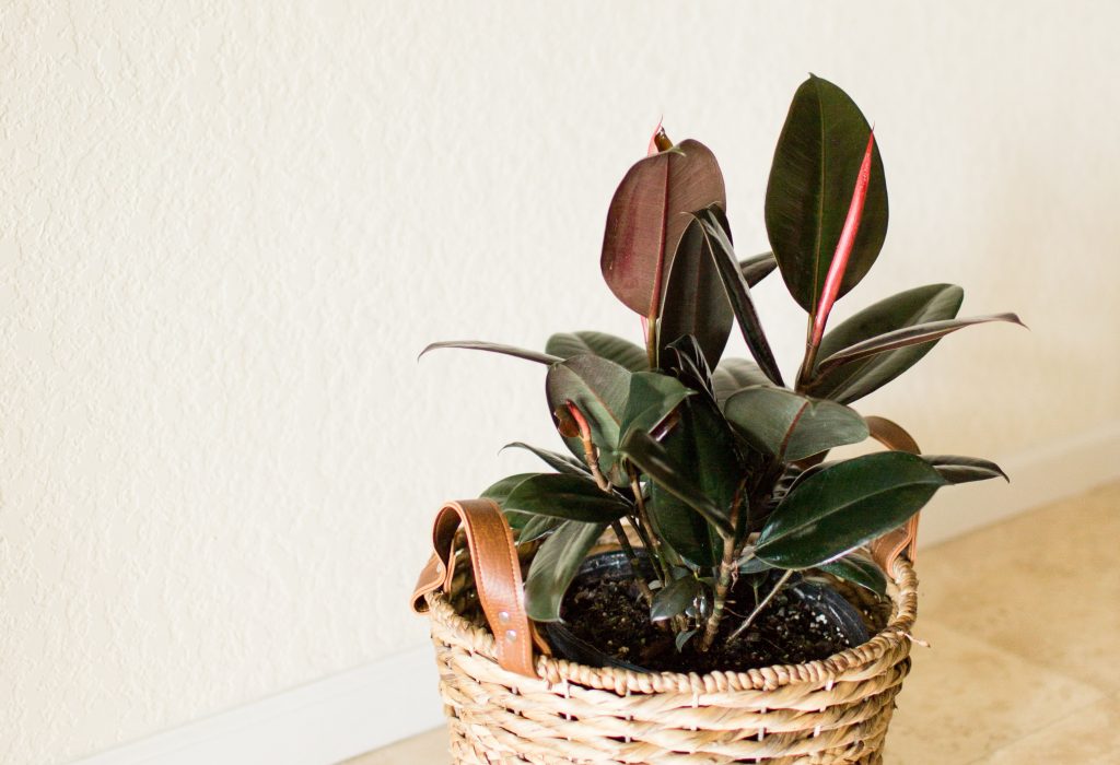 ต้นไม้สไตล์มินิมอล