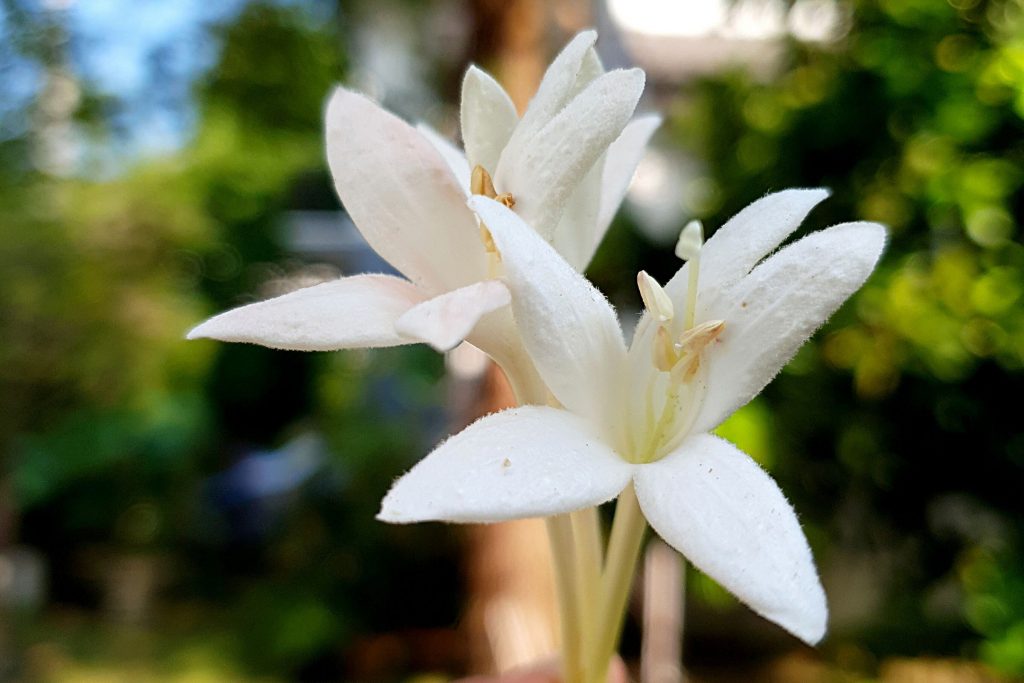 ไม้ดอกปลูกง่าย