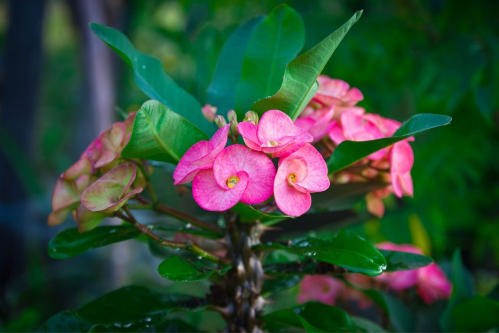 ไม้ดอกปลูกง่าย