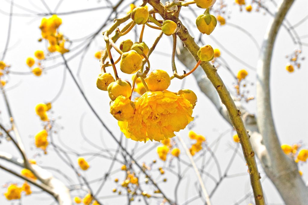 ไม้ดอกปลูกง่าย