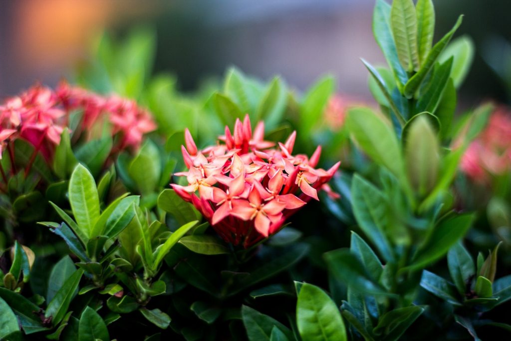 ไม้ดอกปลูกง่าย