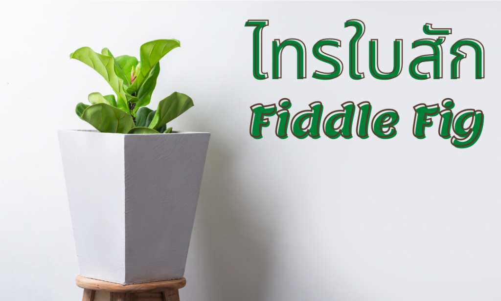 ไทรใบสัก