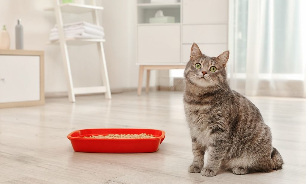 แมวฉี่ไม่เป็นที่