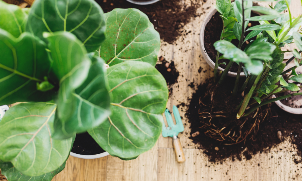 ไทรใบสัก