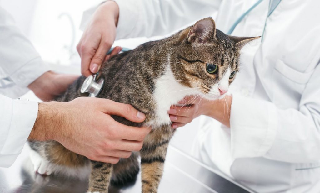 แมวฉี่ไม่เป็นที่