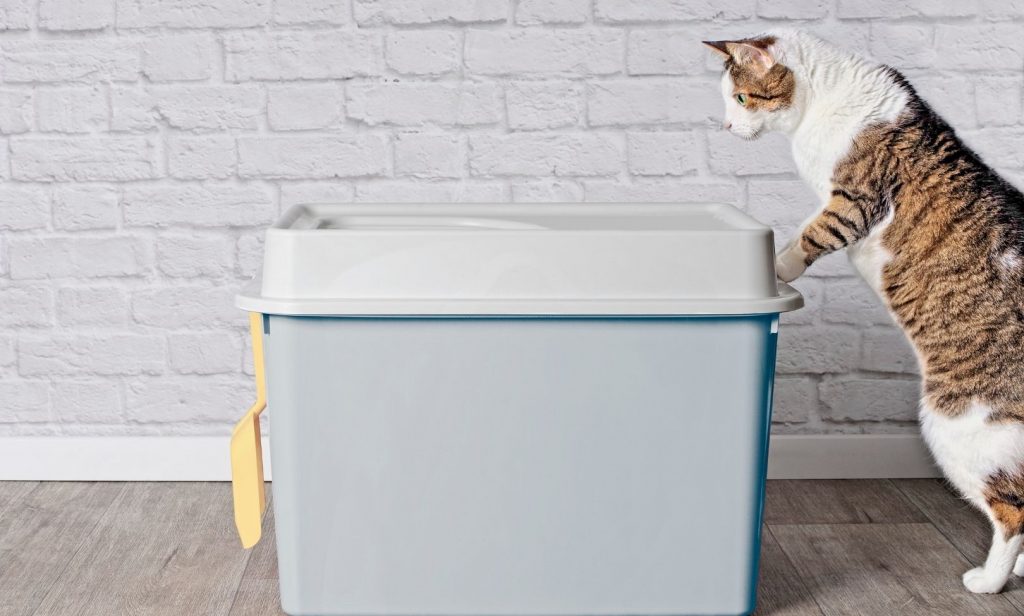 แมวฉี่ไม่เป็นที่