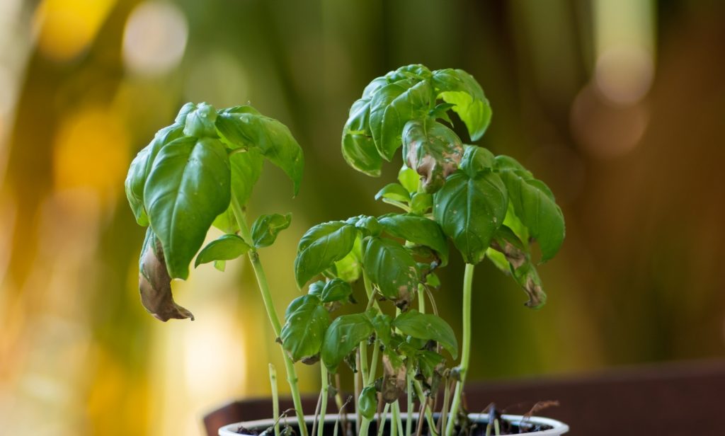 วิธีคืนชีพต้นไม้