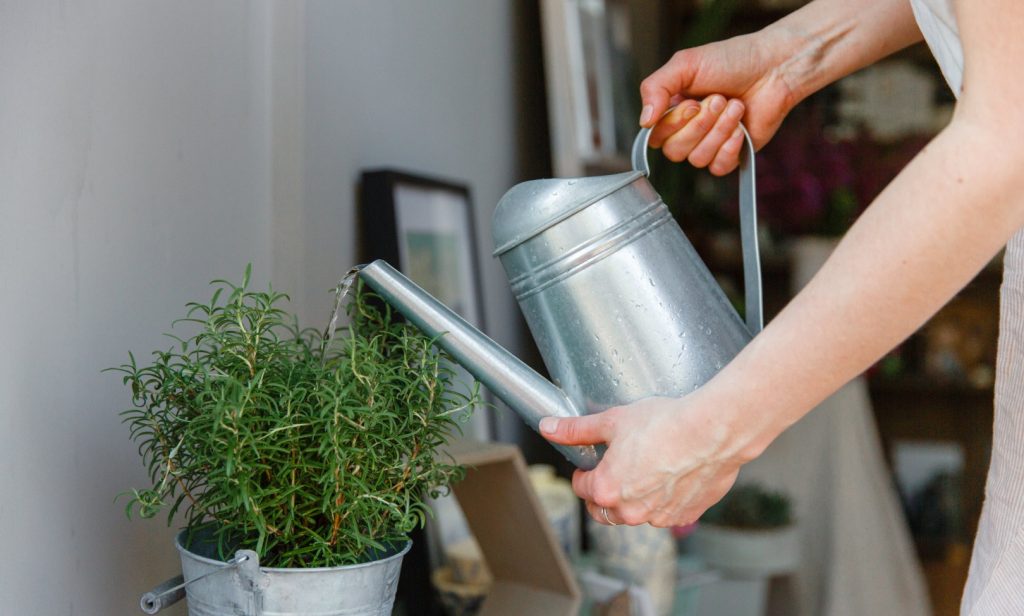 วิธีคืนชีพต้นไม้