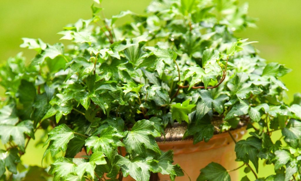 ไม้เลื้อยในร่ม