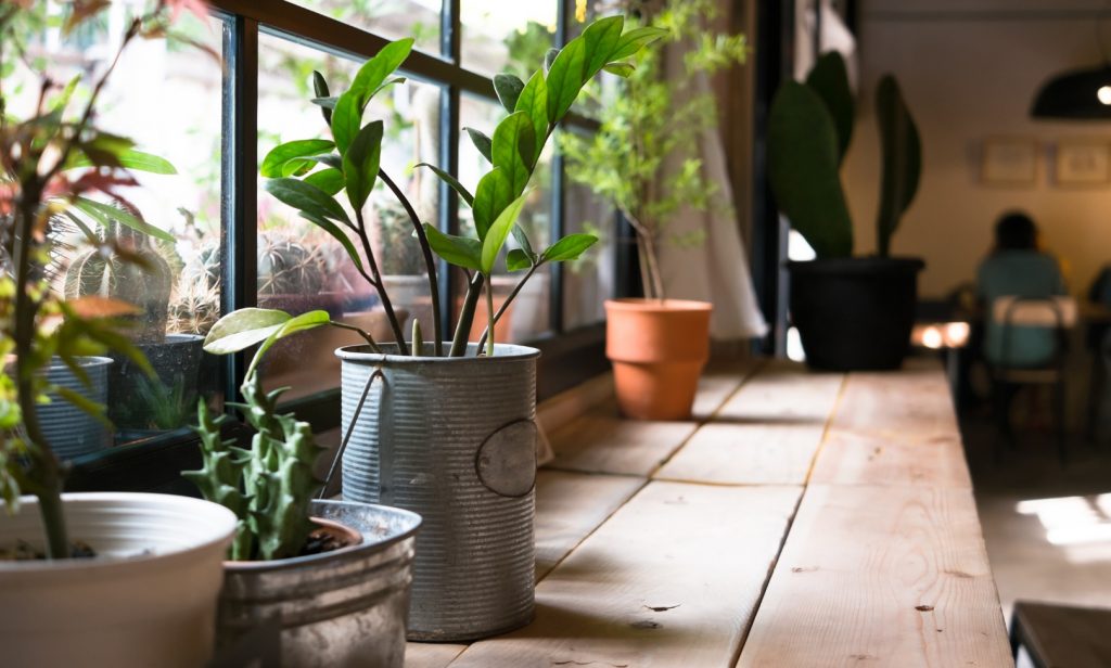 วิธีคืนชีพต้นไม้