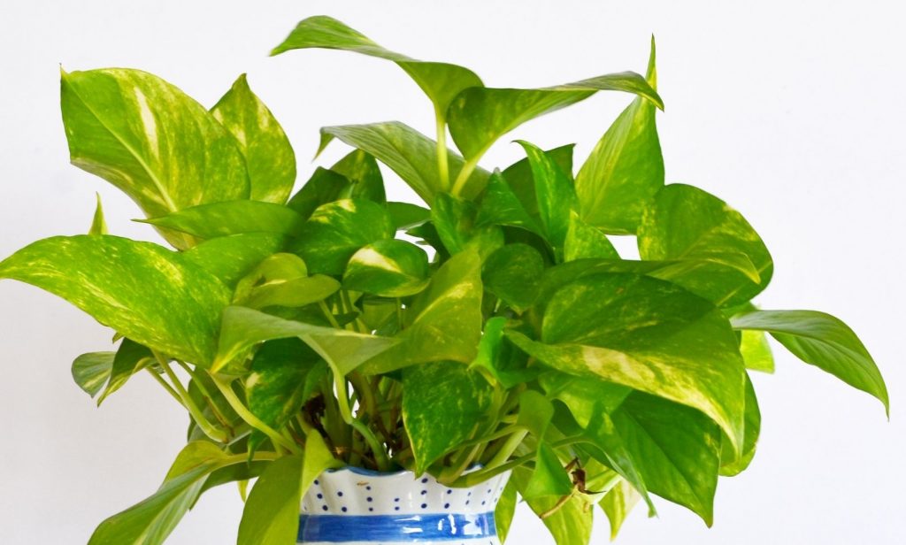  ไม้เลื้อยในร่ม