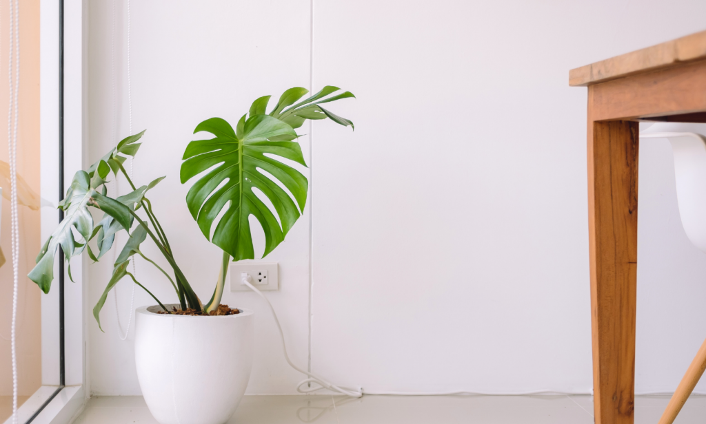 ต้นไม้สไตล์มินิมอล