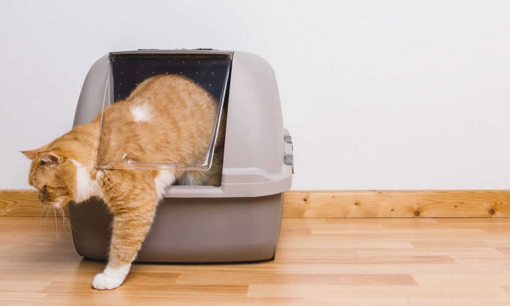 แมวฉี่ไม่เป็นที่