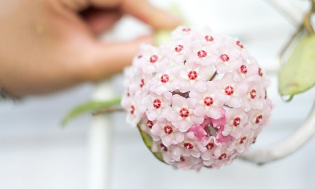  ไม้เลื้อยในร่ม