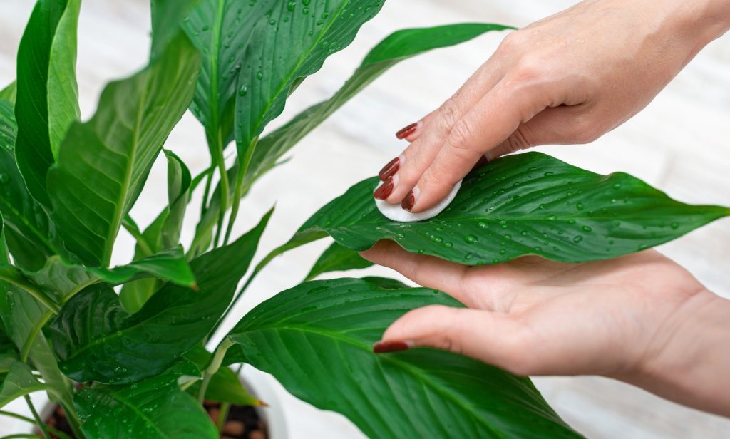 ต้นไม้ปลอมแต่งบ้าน