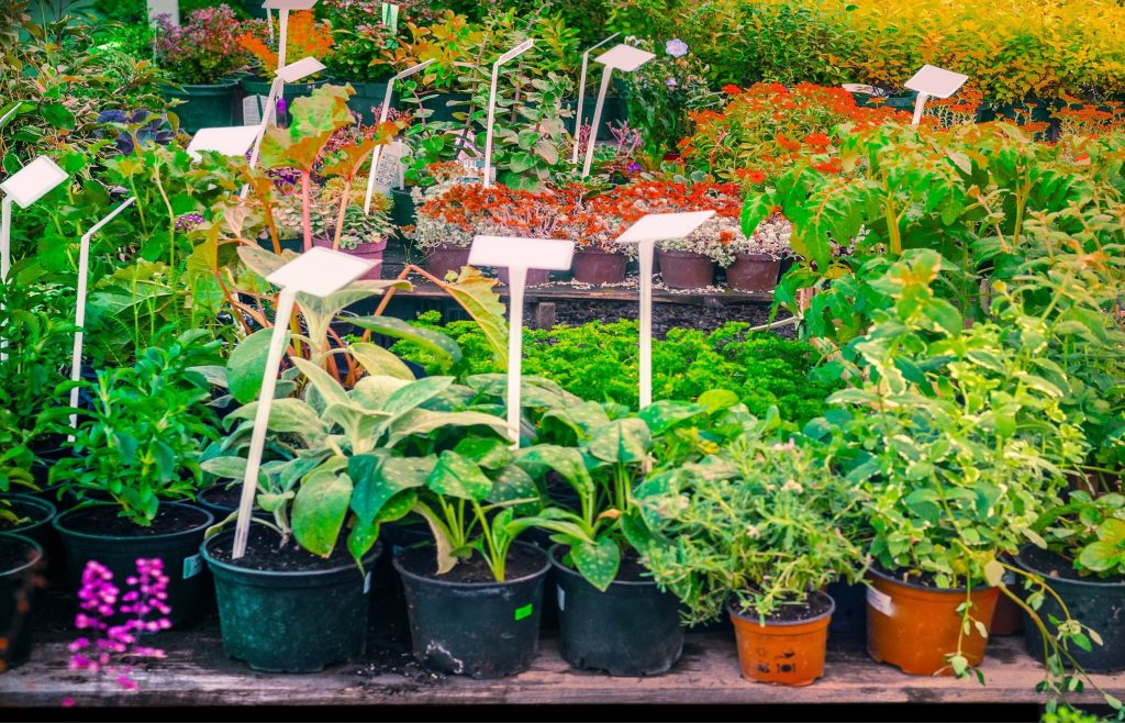 ตลาดต้นไม้ ราคาถูก