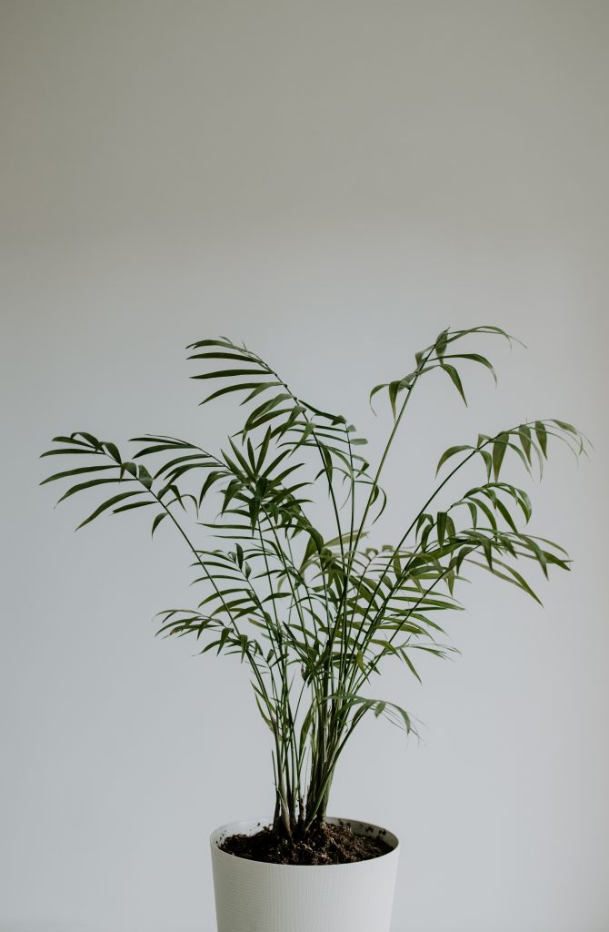 ต้นไม้ปลูกในบ้าน