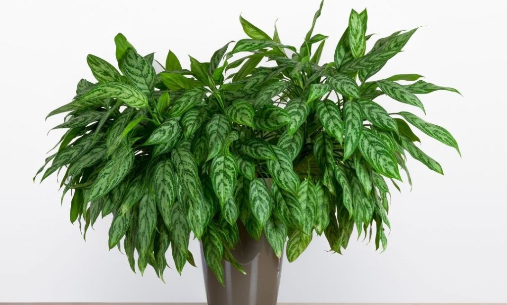 ต้นไม้ปลูกในร่ม