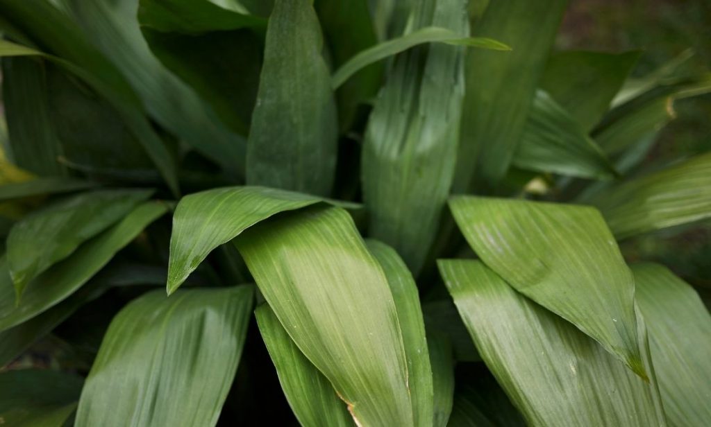 ต้นไม้ปลูกในร่ม