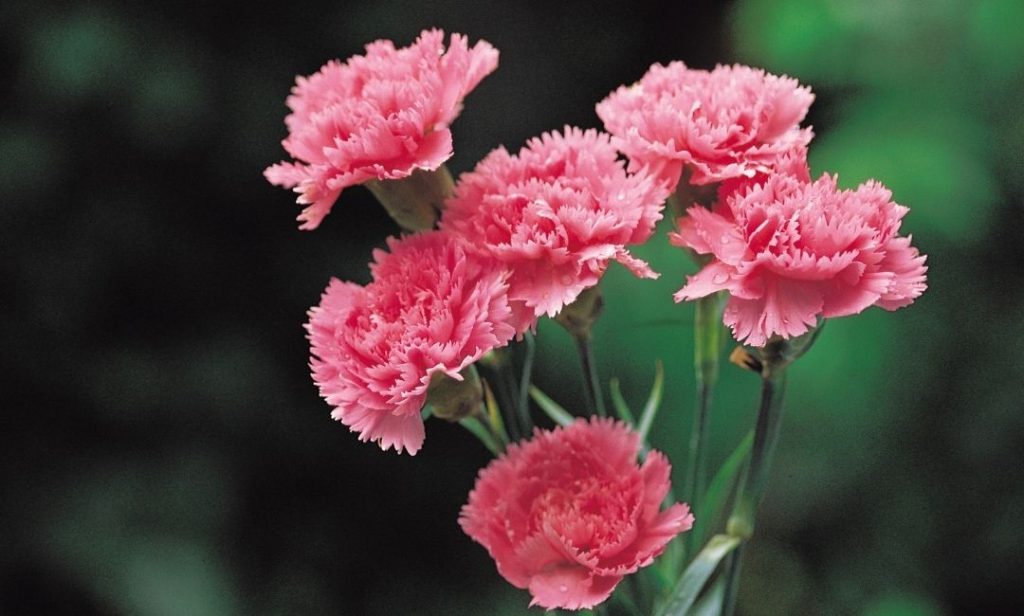 จัดดอกไม้ให้อยู่ได้นาน