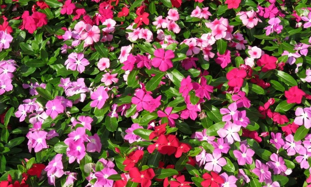 ไม้ดอกในร่ม ปลูกง่าย