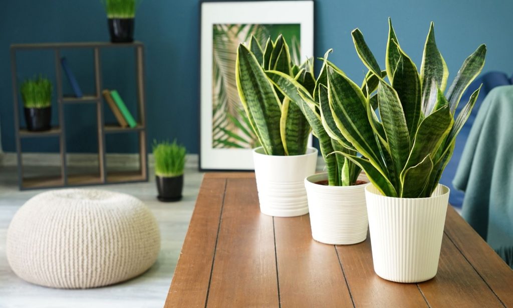 ต้นไม้มงคลขนาดเล็ก