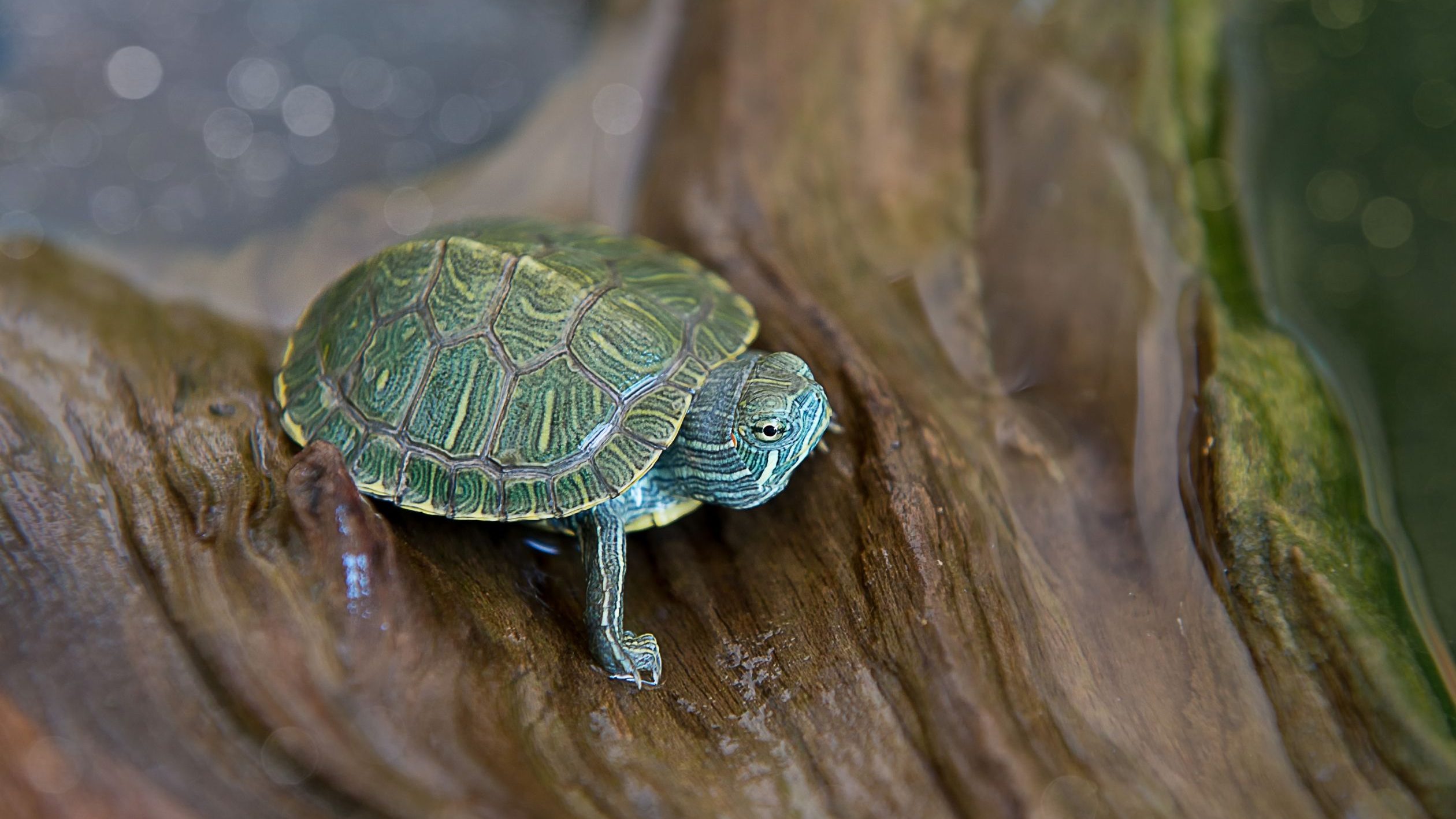 เลี้ยงอะไรดีในคอนโด