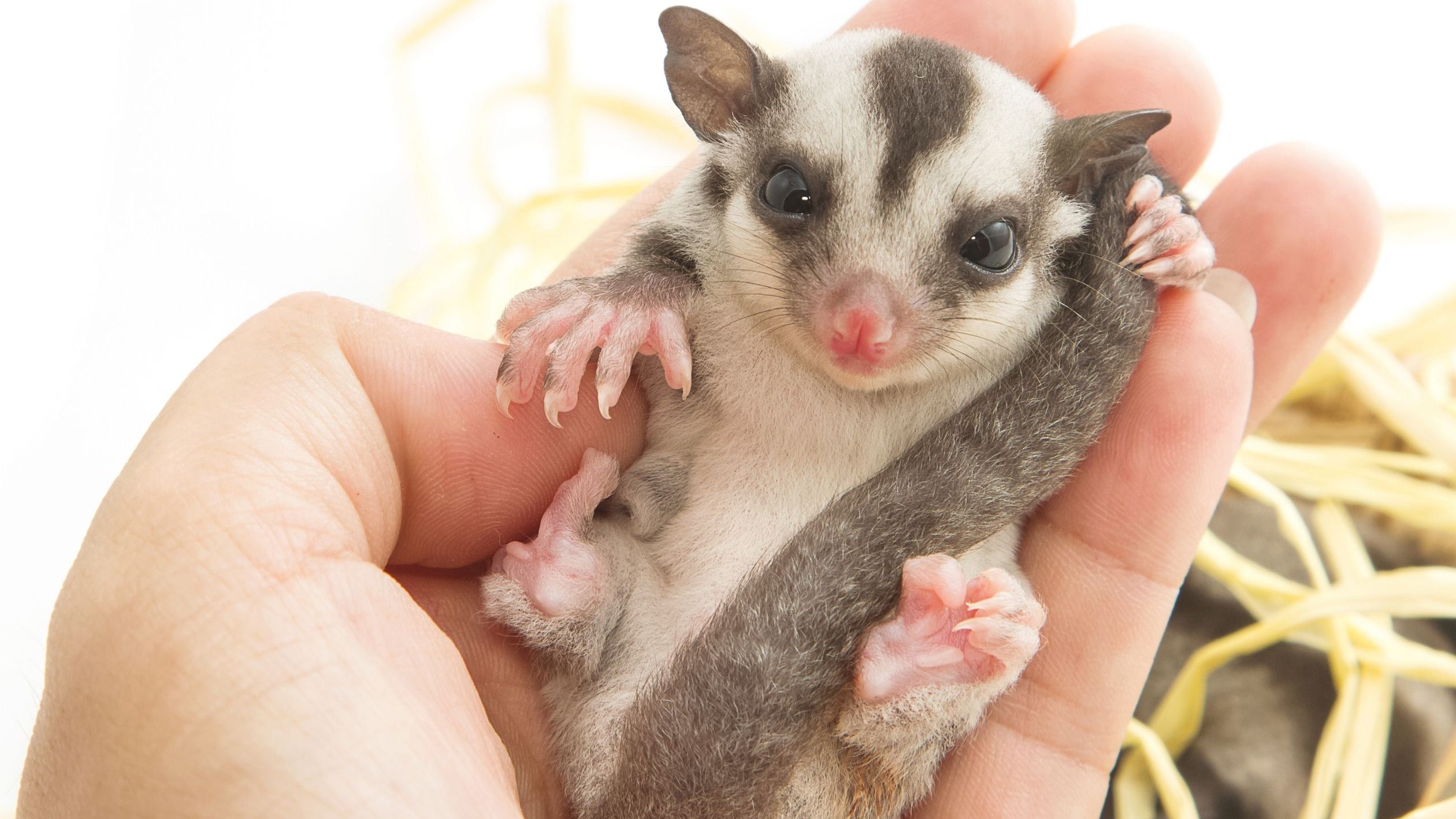 เลี้ยงอะไรดีในคอนโด