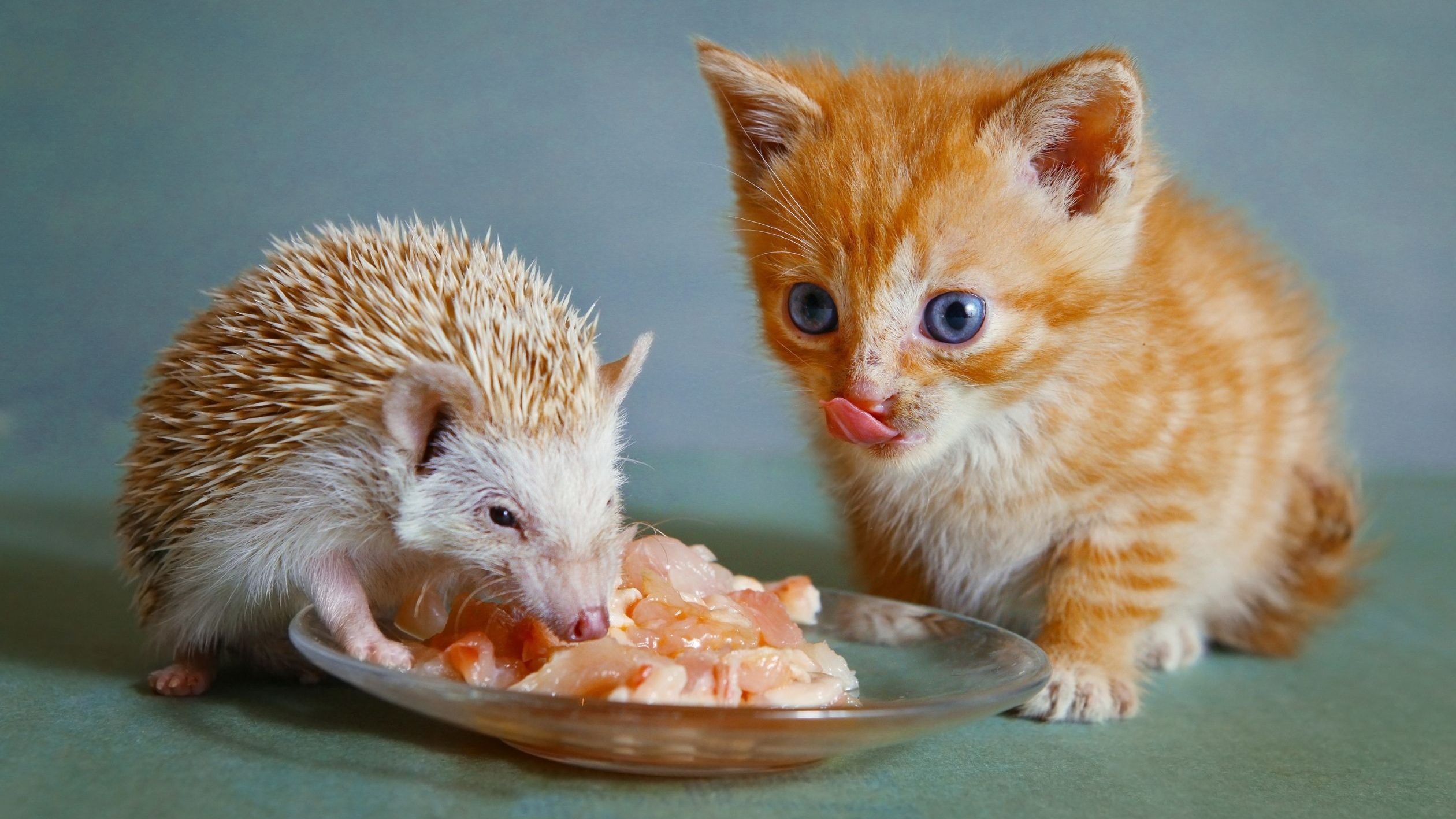 เลี้ยงอะไรดีในคอนโด