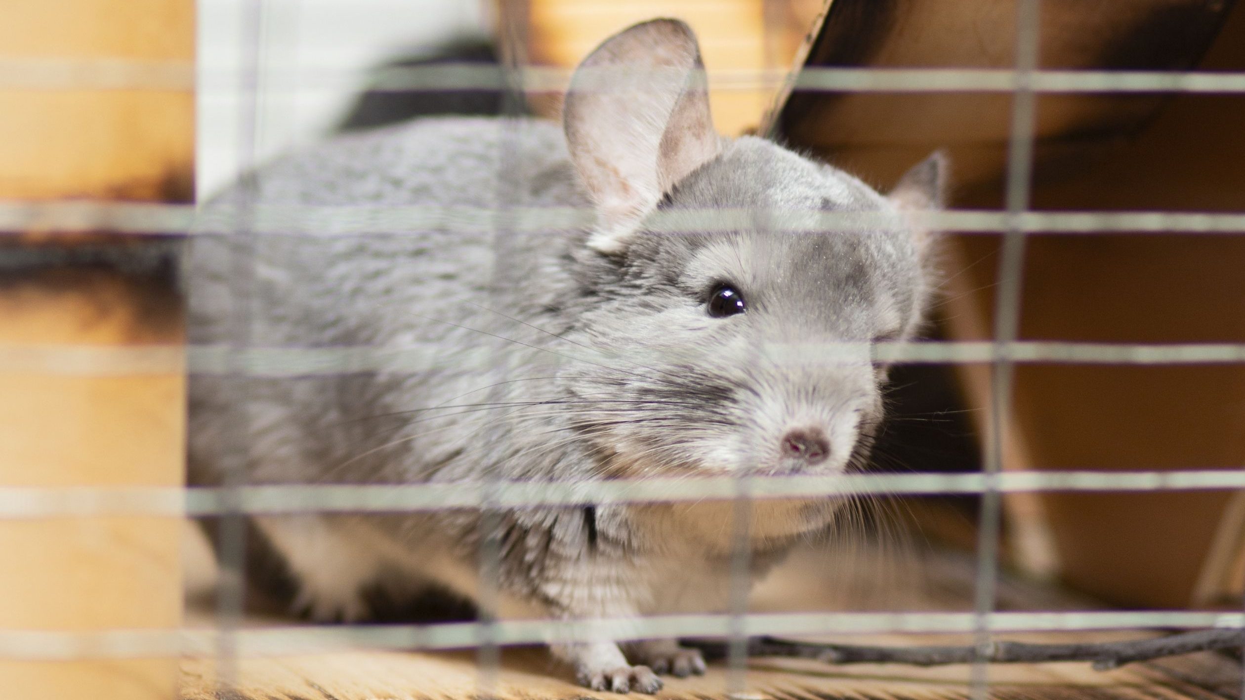 เลี้ยงอะไรดีในคอนโด