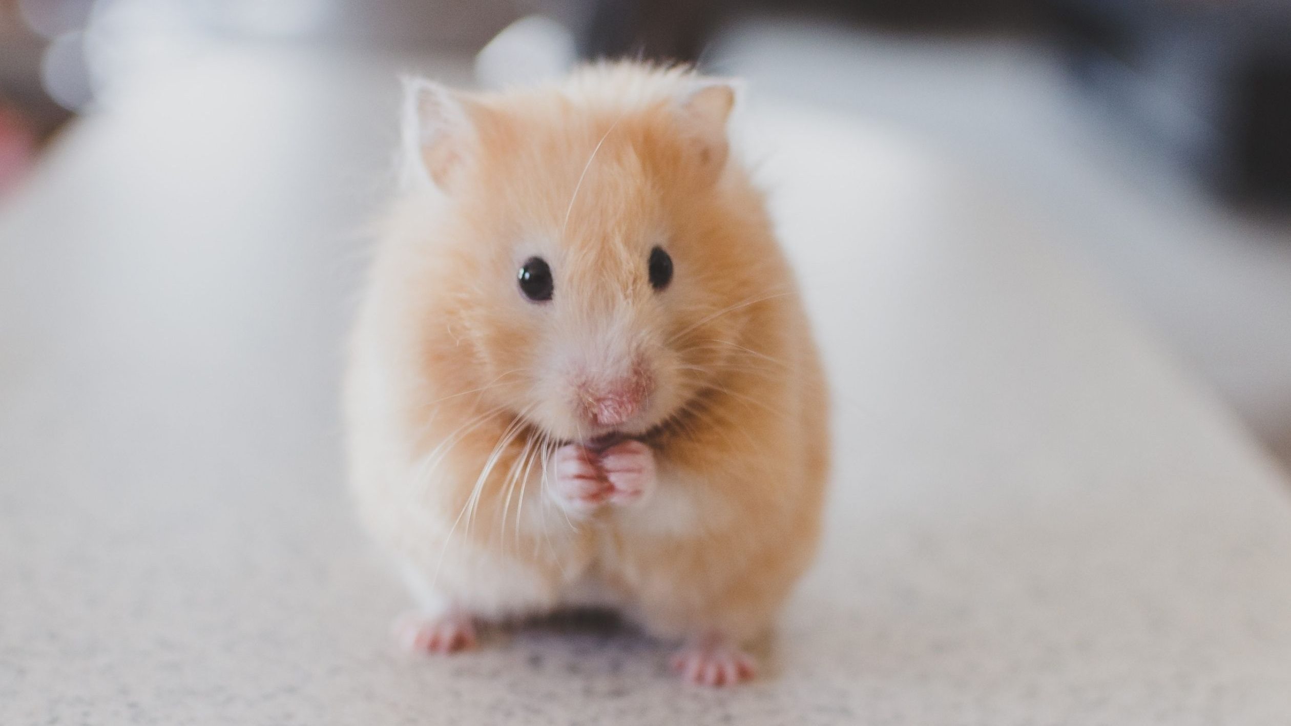 เลี้ยงอะไรดีในคอนโด