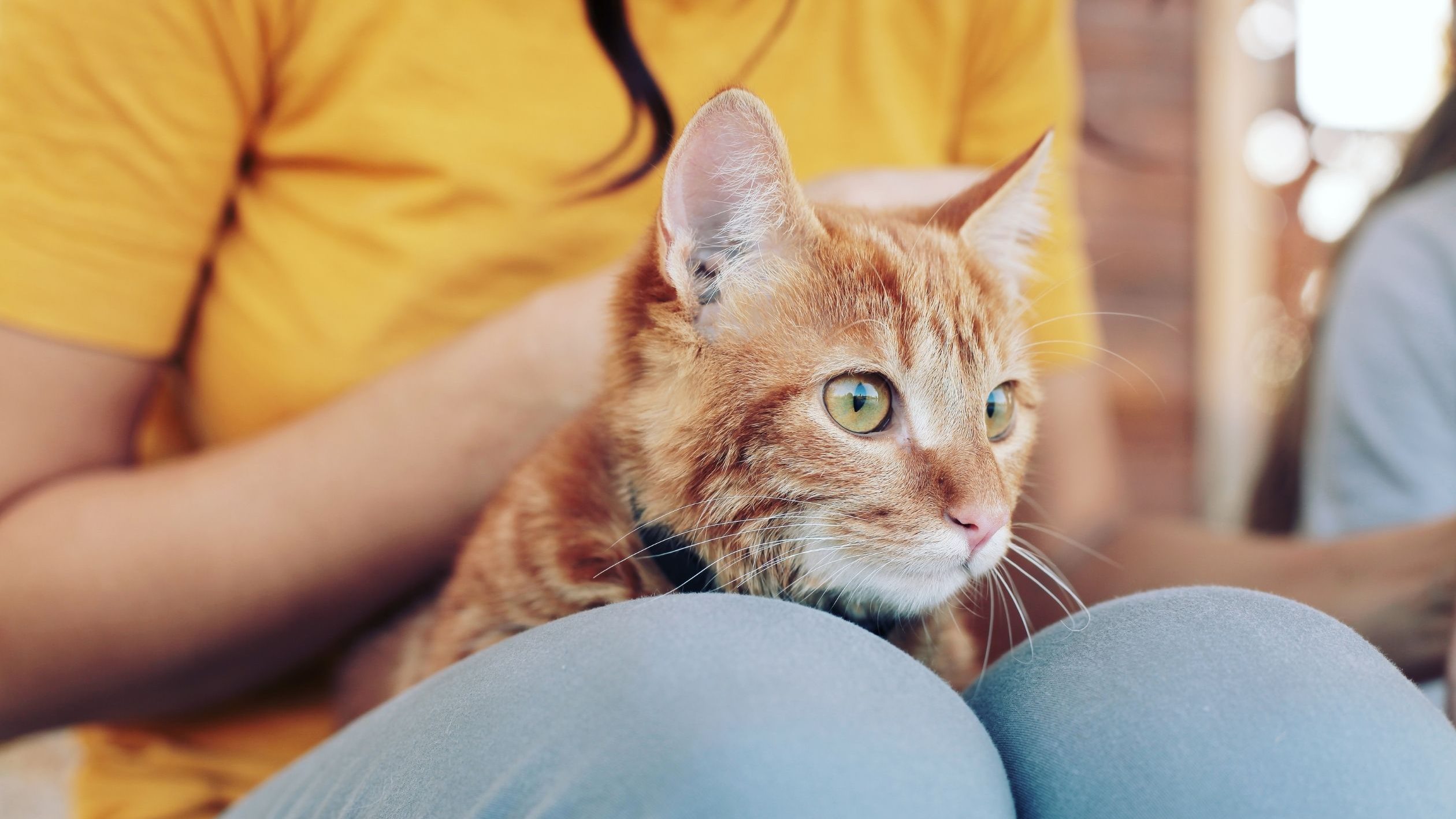 เลี้ยงอะไรดีในคอนโด