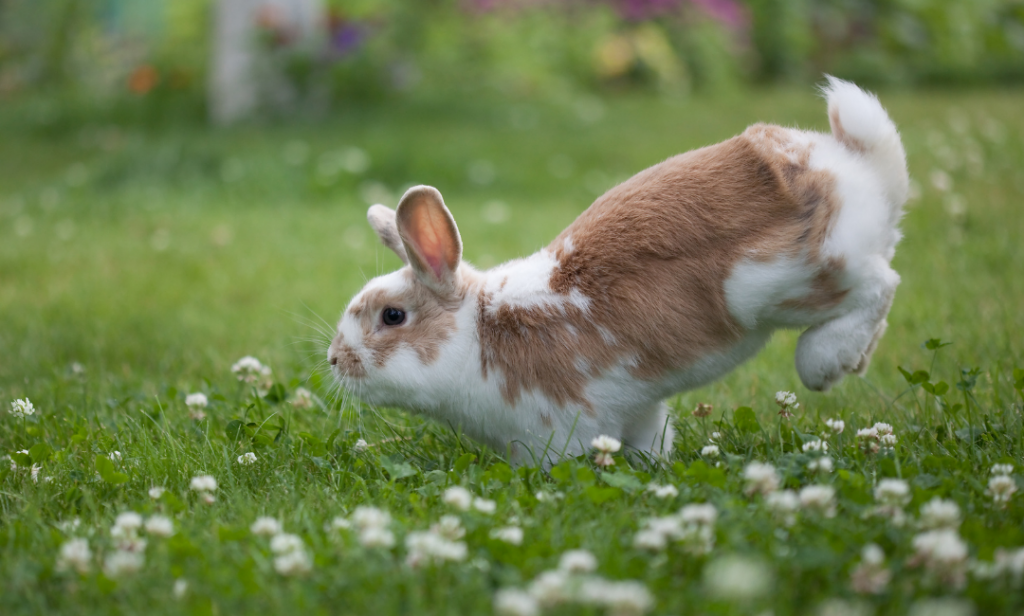 นิสัยกระต่าย