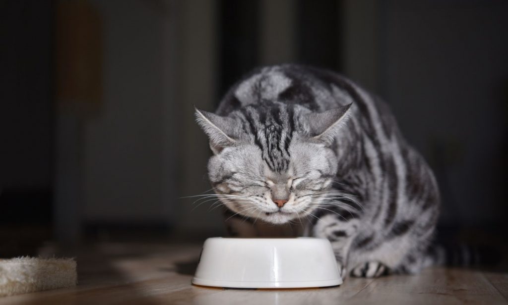 แมวไม่กินอาหาร