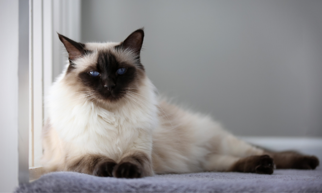 แมวสําหรับคนเป็นภูมิแพ้