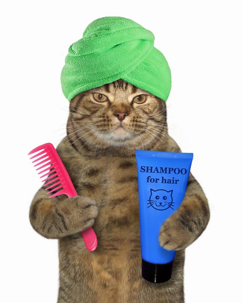 อาบน้ำแมว