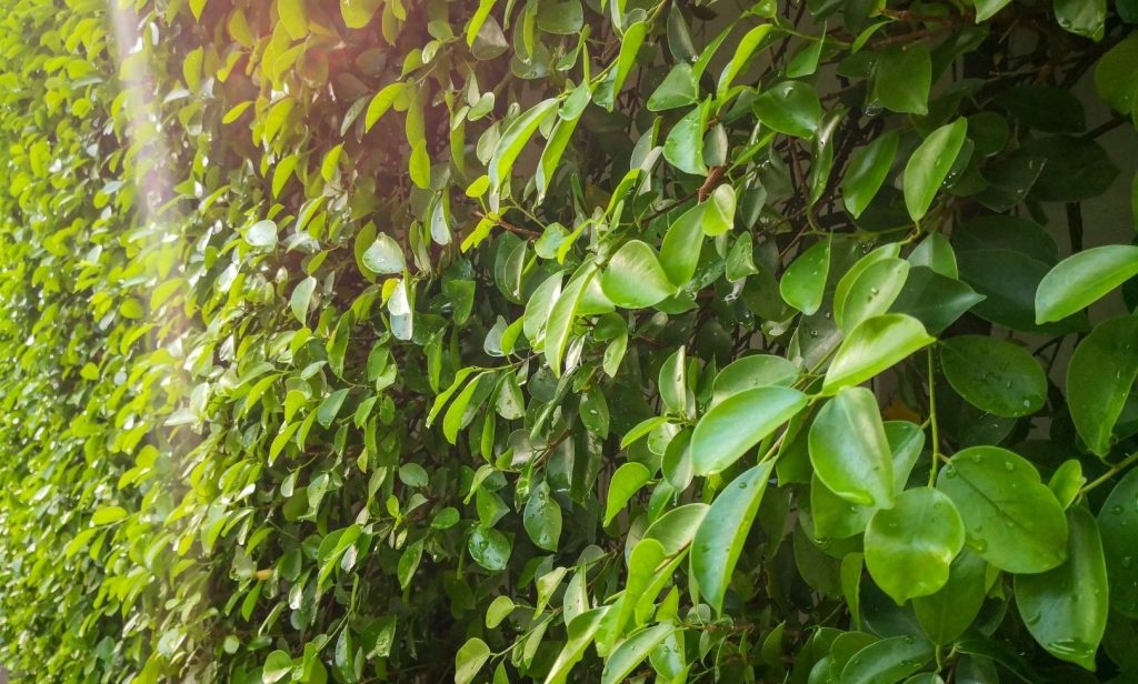 ต้นไม้ทำรั้ว