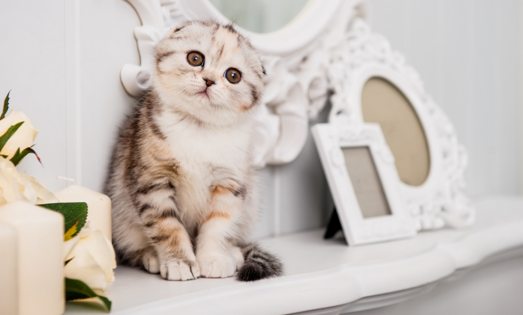 เลี้ยงแมวพันธุ์ไหนดี