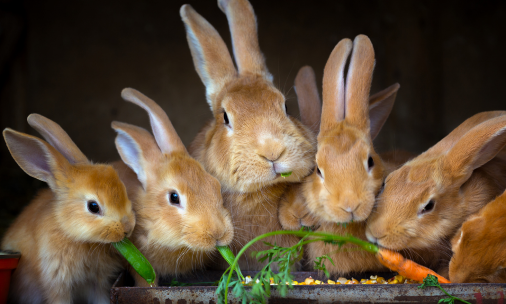 การดูแลกระต่ายท้อง