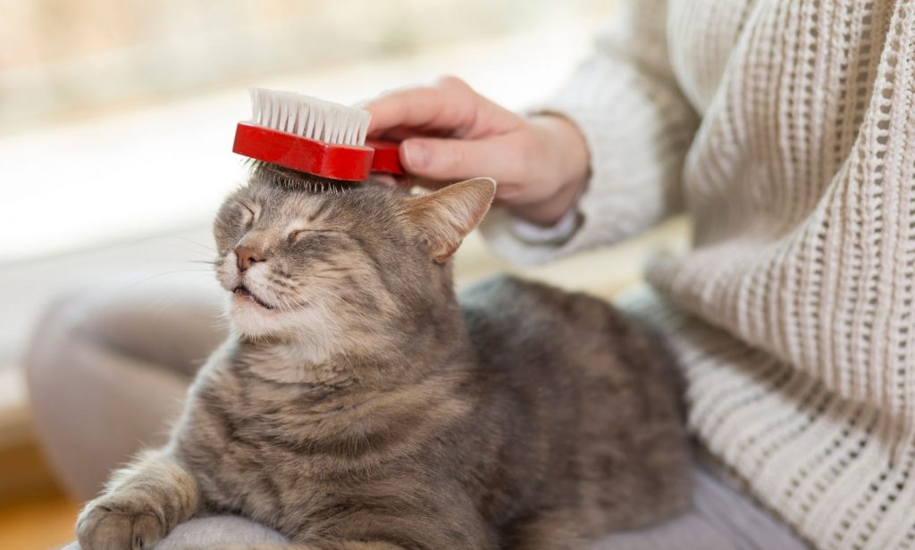 ดูแลแมวขนยาว