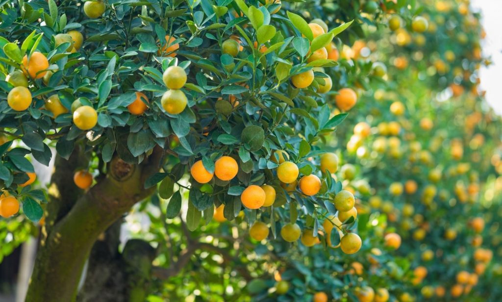 ต้นไม้กินได้ที่ควรปลูกในบ้าน