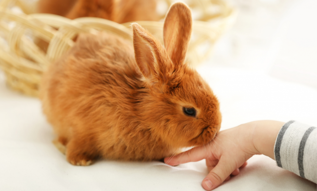 นิสัยกระต่าย