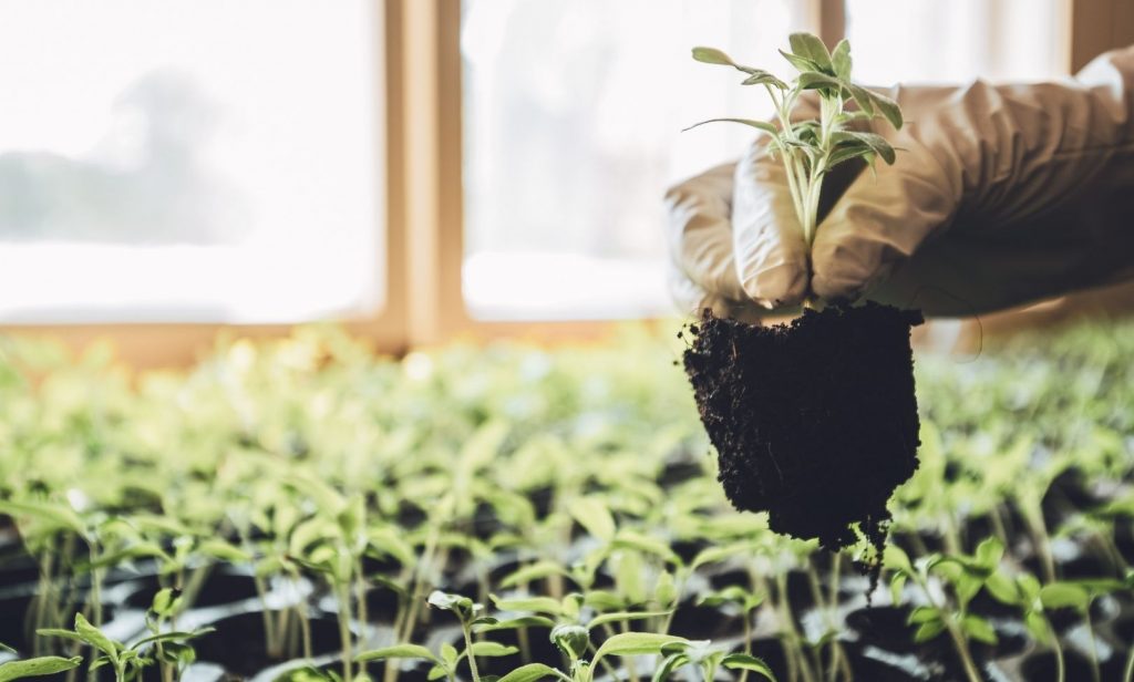 ผักที่ปลูกง่าย