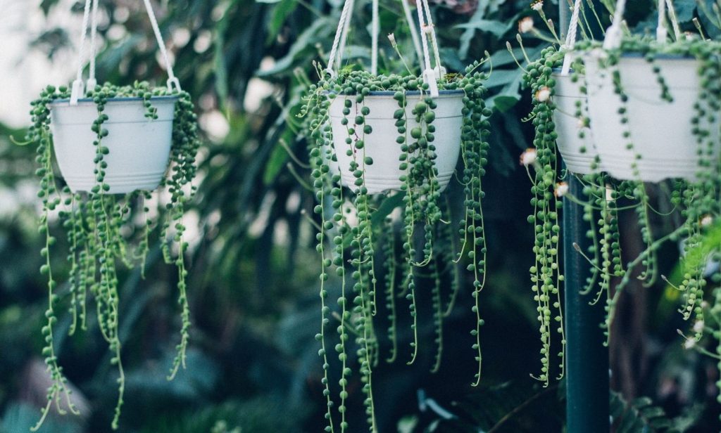 ไม้อวบน้ำ