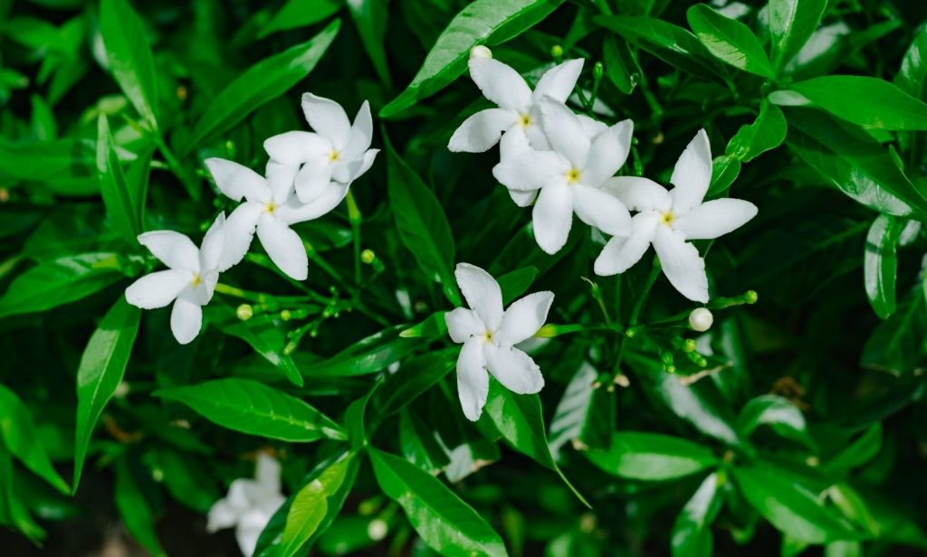 ต้นไม้แคระ ฟอกอากาศ